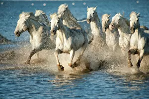 Caballus Canvas Print Collection: white horses of camargue, france, running in blue mediteranean water