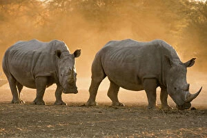 Horned Collection: Two white rhinoceroses, Ceratotherium simum, walking in the dust at sunset. Kalahari, Botswana