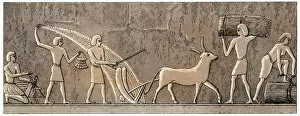 Ancient Egyptian Collection: Ancient Egyptian agriculture