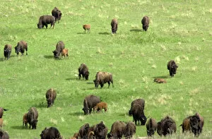 American Bison Metal Print Collection: Buffalo herd in South Dakota
