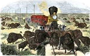 Steam Engine Collection: Buffalo killed from a train on the Great Plains