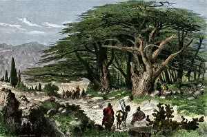 Caravan Collection: Cedars of Lebanon