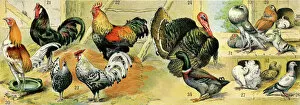 Chicken Metal Print Collection: Chickens and other poultry