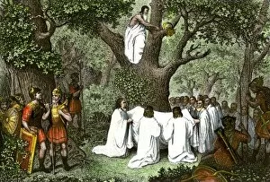 British history Canvas Print Collection: Druids cutting mistletoe