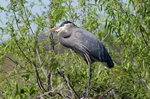 Related Images Photo Mug Collection: Great blue heron in the Florida Everglades