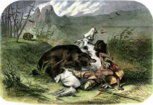 Related Images Photographic Print Collection: Grizzly bear attacking a Pawnee hunter