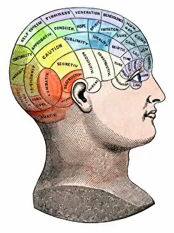 Human Body Collection: Phrenological model of personality traits