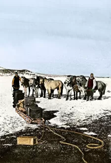 Sledge Collection: Shackletons Manchurian ponies, Antarctica, 1908