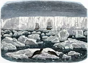 Gull Collection: Ships off the Antarctic ice-shelf, 1800s