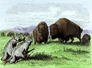 American Bison Poster Print Collection: Wolf-skins disguising Native American hunters