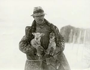 Coates Collection: Lambs in Snow at Soanes Farm, Petworth, 1932