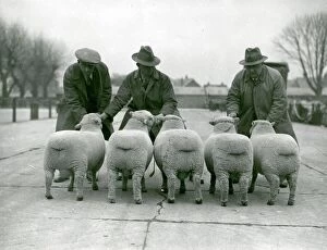 Sheep Poster Print Collection: Southdown Sheep Show showing the rear view of five sheep