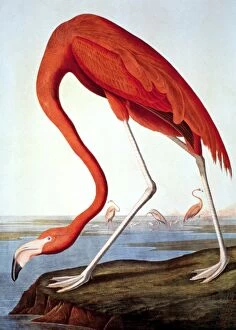 Lithograph Collection: AMERICAN FLAMINGO (Phoenicopterus ruber). Lithograph, 1858, after John James Audubon