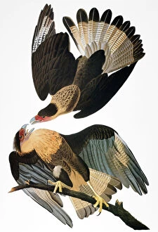 James Collection: AUDUBON: CARACARA, 1827-38. Crested caracara (Caracara cheriway)