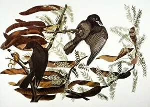 1838 Collection: AUDUBON: CROW. Fish crow (Corvus ossifragus), from John James Audubons The Birds of America