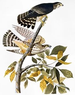 Pigeon Premium Framed Print Collection: AUDUBON: HAWK. Merlin, or pigeon hawk (Falco columbarius), from John James Audubons The Birds of