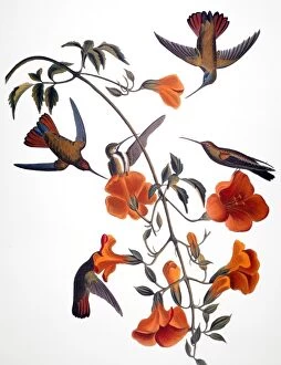 Related Images Collection: AUDUBON: HUMMINGBIRD. Black-throated mango (or mangrove) hummingbird