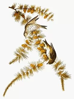 James Collection: AUDUBON: SISKIN. Pine siskin (Carduelis pinus), from John James Audubons The Birds of America