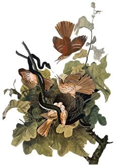 Related Images Collection: AUDUBON: THRASHER. Brown thrasher, also known as Ferruginous thrush (Toxostoma rufum)