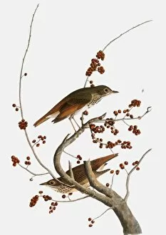 James Collection: AUDUBON: THRUSH. Hermit Thrush (Catharus guttatus), from John James Audubons The Birds of America