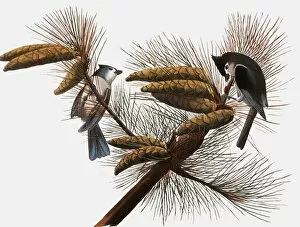 John Bird Collection: AUDUBON: TITMOUSE. Tufted Titmouse (Parus bicolor), from John James Audubons The Birds of America