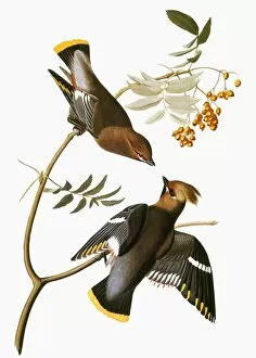 Artcom Collection: AUDUBON: WAXWING. Bohemian waxwing (Bombycilla garrulus), from John James Audubons The Birds of