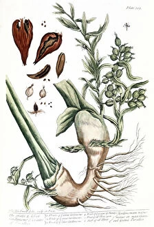 1735 Collection: CARDAMOM, 1735. The cardamon plant with seedpod. Line engraving by Elizabeth Blackwell from her