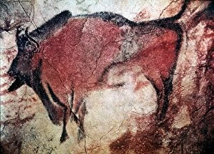 Bison Collection: CAVE ART. Standing bull bison from Cave of Altamira, Santander, Spain, c10, 000 B. C