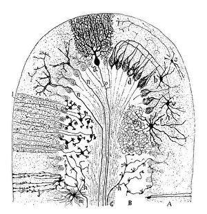 Santiago Ramon y Cajal Collection: Cell types in the mammalian cerebellum: drawing, 1894, by the Spanish histologist Santiago Ramon y