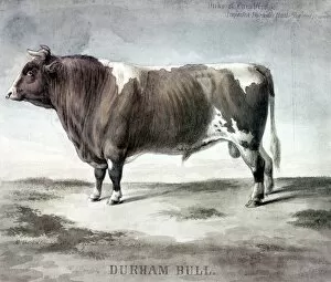 Cattle Framed Print Collection: DURHAM BULL, 1856. Duke of Cambridge, Durham Bull. Watercolor sketched from life by August