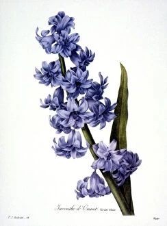 Orientalis Collection: HYACINTH (Hyacinthus orientalis). Engraving after painting, 1833, by P. J. Redoute