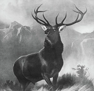 Monarch Collection: LANDSEER: STAG, 1851. Monarch of the Glen. After the painting by Edwin Landseer, 1851