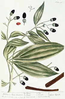 1735 Collection: MALABAR CINNAMON, 1735. The Malabar or Java cinnamon plant. Line engraving by Elizabeth Blackwell
