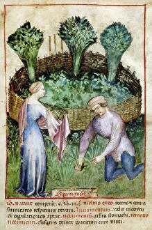 Melon Collection: MELONS, 14th CENTURY. Picking melons. Manuscript illumination from Tacuinum sanitatis in medicina