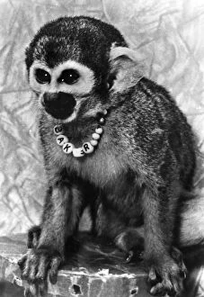 Huntsville Photographic Print Collection: Miss Baker, one of the first primates to complete a space flight in 1959