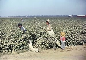 Labor Collection: MISSISSIPPI: LABOR, 1940. Cotton picking in the vicinity of Clarksdale, Mississippi