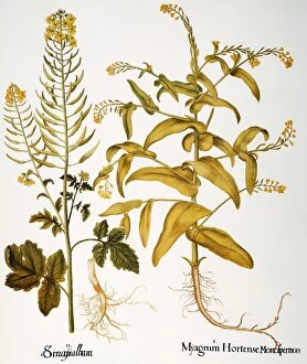 B Collection: MUSTARD PLANT, 1613. White mustard (Brassica hirta), left, and myagrum (Myagrum perfoliatum)