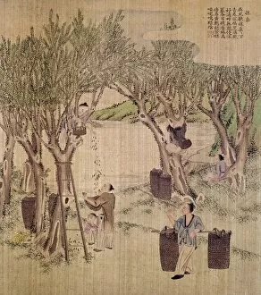 ChineseArt Photo Mug Collection: Picking mulberry leaves for silkworm culture. Chinese silk painting, c1650-1726