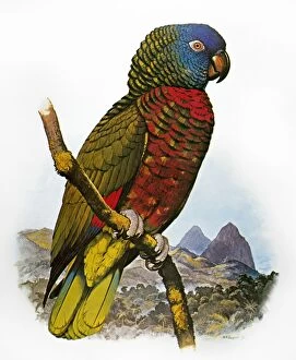 17 Dec 2010 Canvas Print Collection: ST LUCIA AMAZON PARROT (Amazona versicolor). Amazon Parrot indigenous to St. Lucia