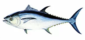 B Canvas Print Collection: TUNA. A female bluefin tuna (Thunnus thynnus)