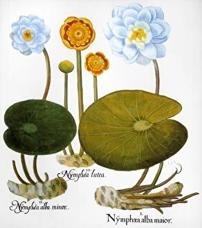 Lily Pad Collection: WATER LILY, 1613. Left and right: European white water lily (Nymphaea alba)