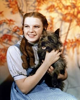 Garland Collection: WIZARD OF OZ, 1939. Judy Garland as Dorothy, with her dog Toto, in the 1939 film The Wizard of Oz