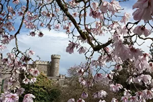 Flowers Collection: Caerhays Castle with its Magnolias and Camellias. ( Magnolia sargentiana var robusta )