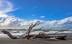 West Coast Canvas Print Collection: A sea-borne log on the beach at Hokitika in West Coast, New Zealand