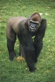 Gorilla Photo Mug Collection: Adult male Lowland Gorilla (Gorilla beringei graueri) on all fours on grass