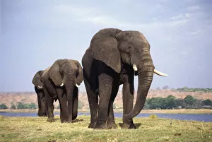 Elephants Pillow Collection: Three African elephants walking in line beside a river