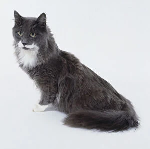 Animals Metal Print Collection: Blue and White Maine Coon cat with longish neck and body emphasising body length, sitting