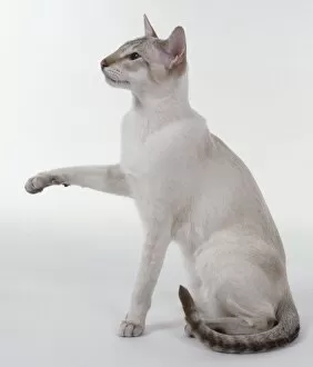 Shorthaired Collection: Chocolate Tabby Point Siamese cat with large ears and pale markings on legs, sitting
