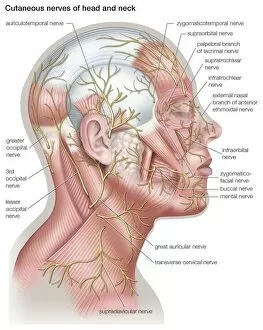 Description Collection: Diagram of the cutaneous nerves of the head and neck