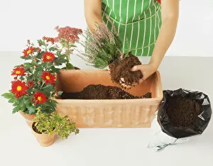 Gardening Mouse Mat Collection: Emptying a pot plant into the window box